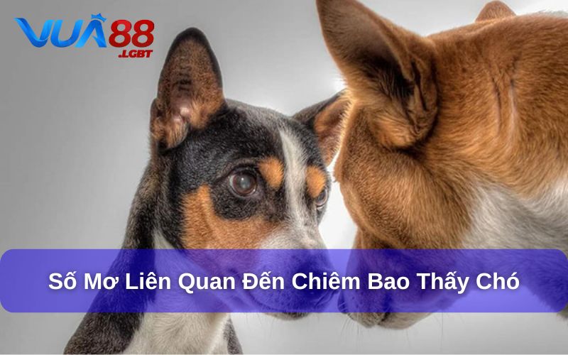 Giải Đáp Mơ Thấy Chó Đánh Đề Con Gì Từ Chuyên Gia Vua88 Tổng hợp số mơ khi chiêm bao thấy con chó